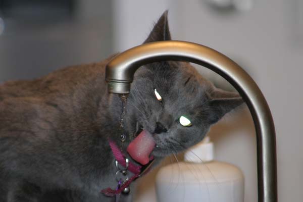 cat