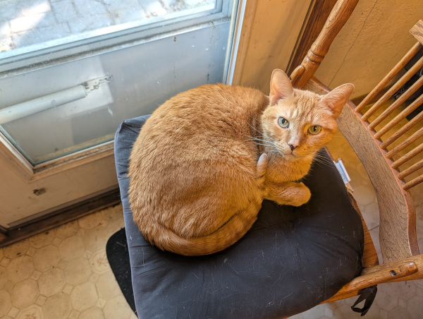 cat